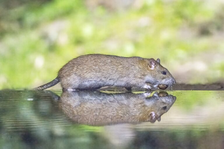 Potkan (Rattus norvegicus)