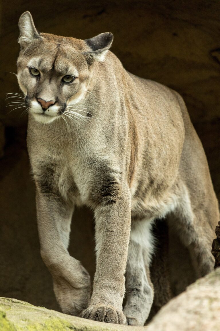 Puma americká