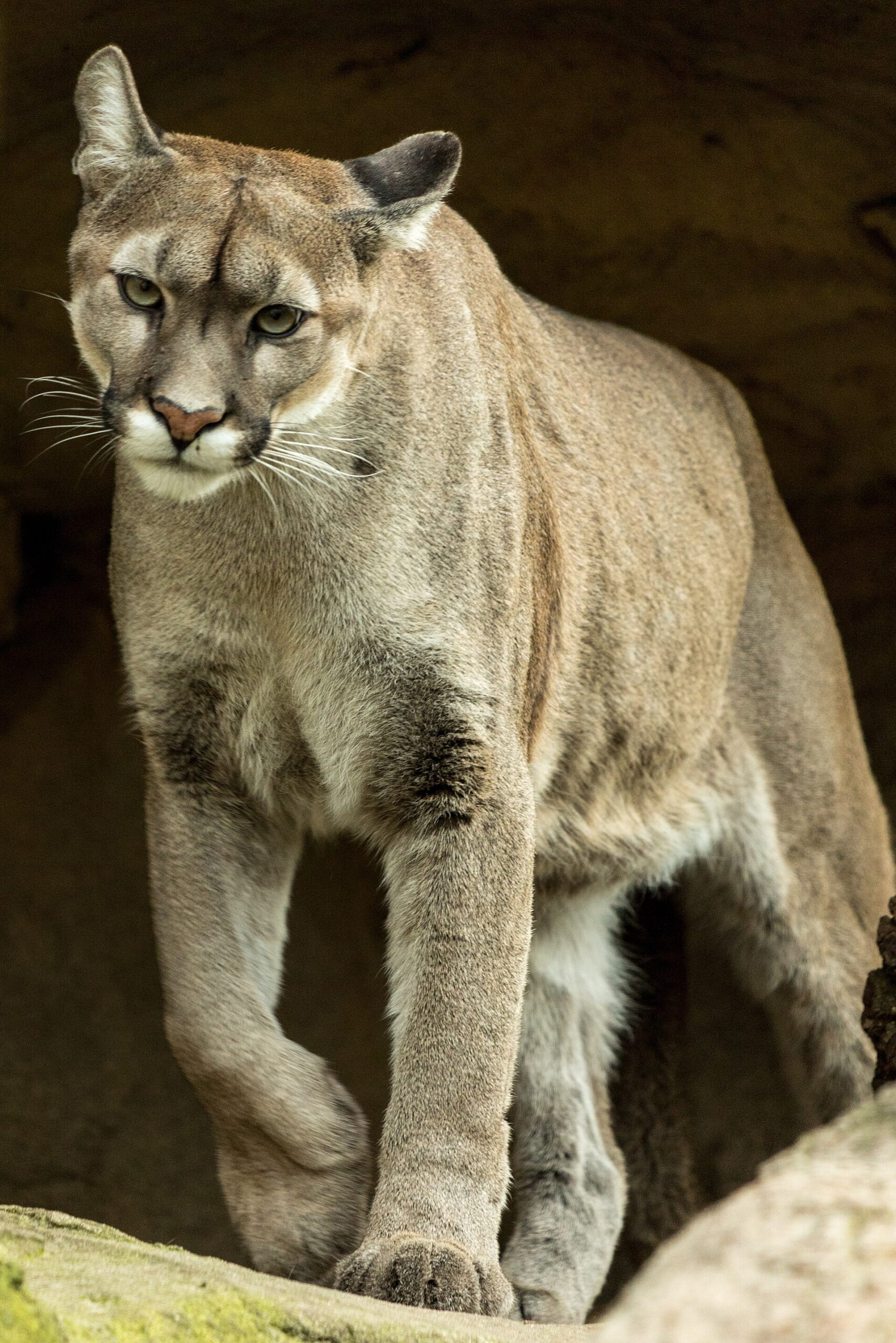 Puma americká