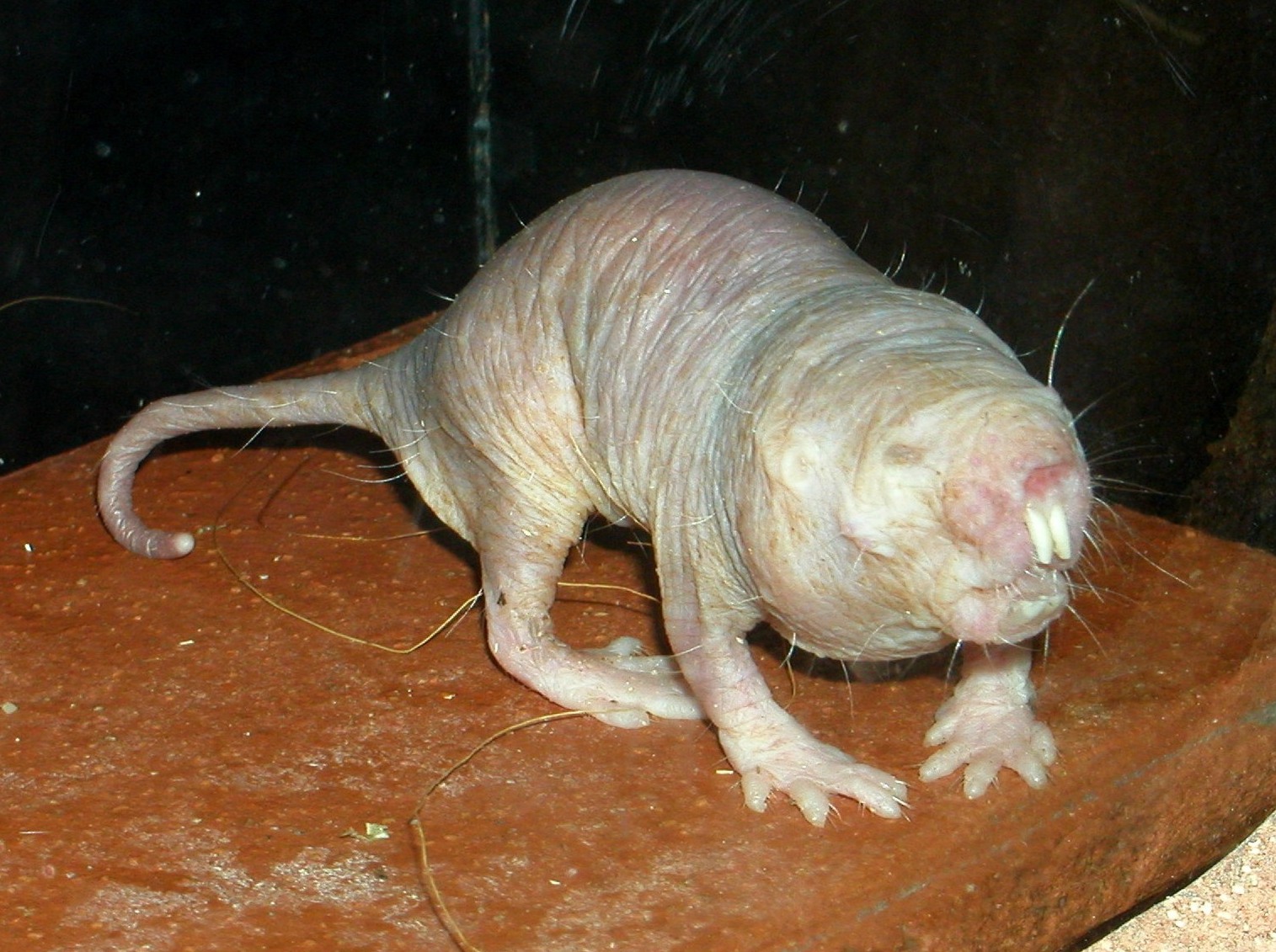 Rypoš lysý