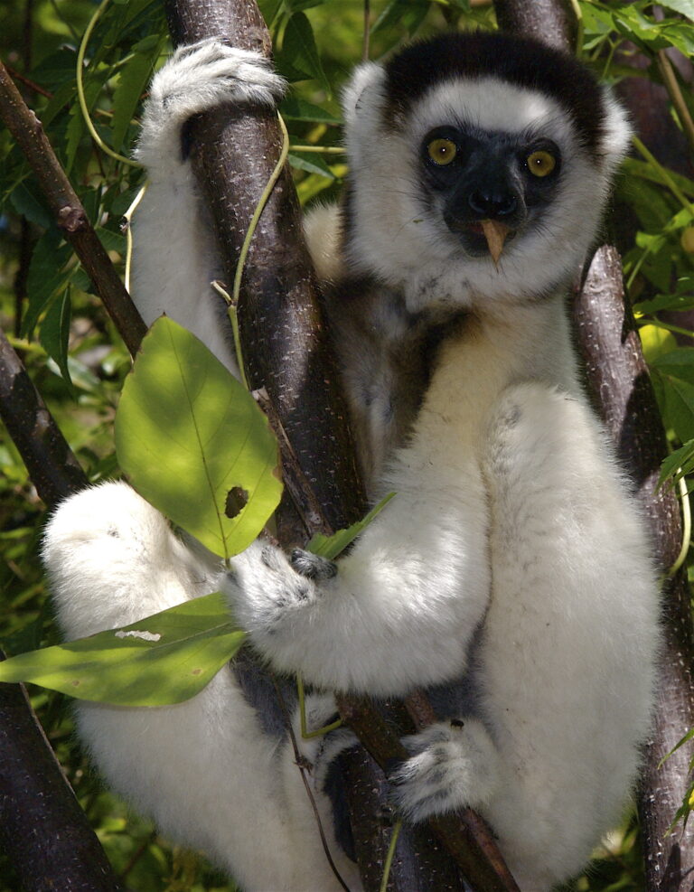 Sifaka malý (Propithecus verreauxi)