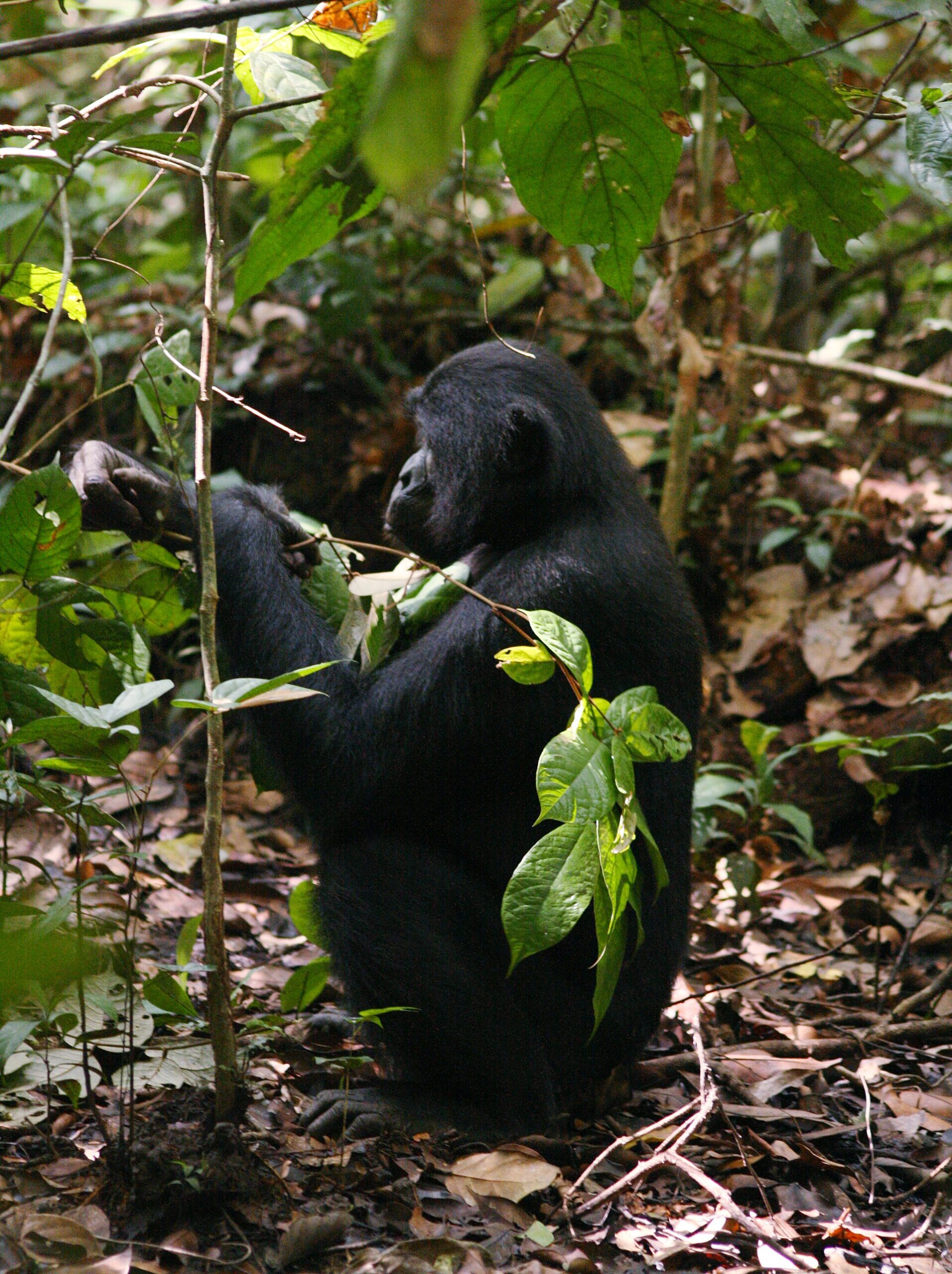 Šimpanz bonobo