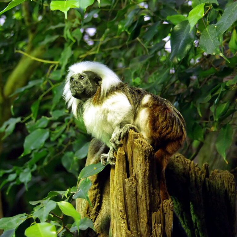 Tamarín pinčí (Saguinus oedipus)