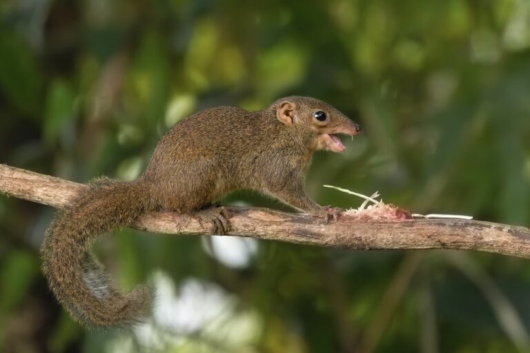 Tana obecná Tana obecná (Tupaia glis)