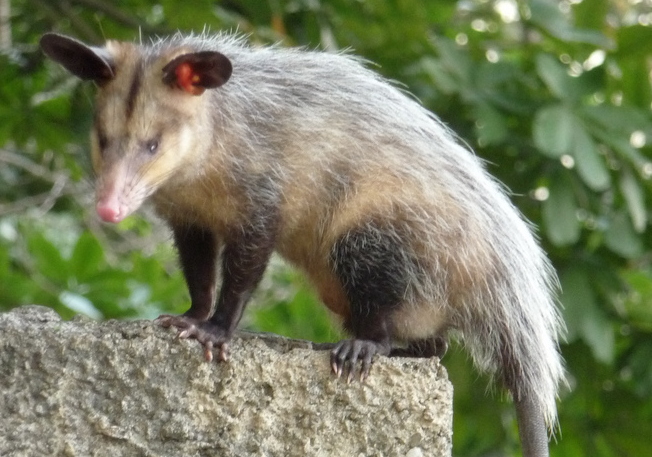 Vačice opossum