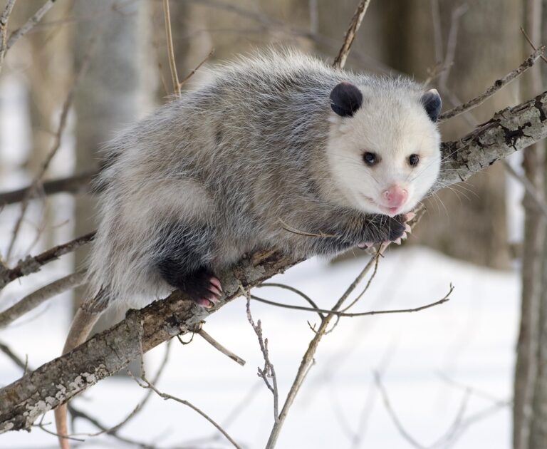 Vačice virginská (Didelphis virginiana)