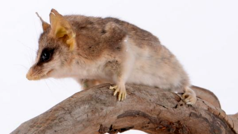Vakoplch dlouhoocasý (Cercartetus caudatus)