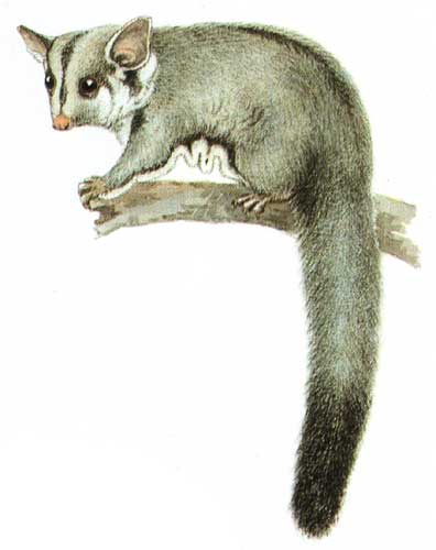 Vakoveverka létavá (Petaurus breviceps)