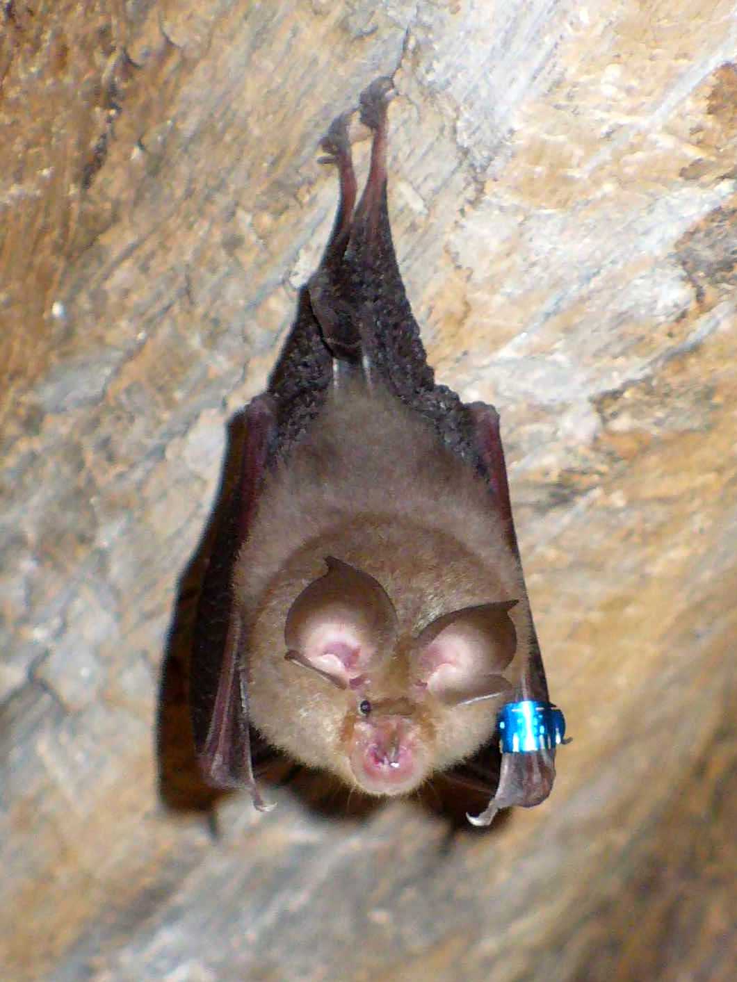 Vrápenec malý (Rhinolophus hipposideros)