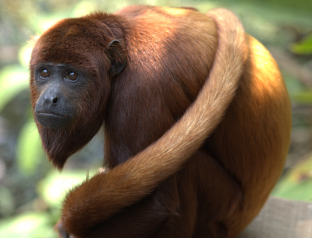 Vřešťan rezavý (Alouatta seniculus)