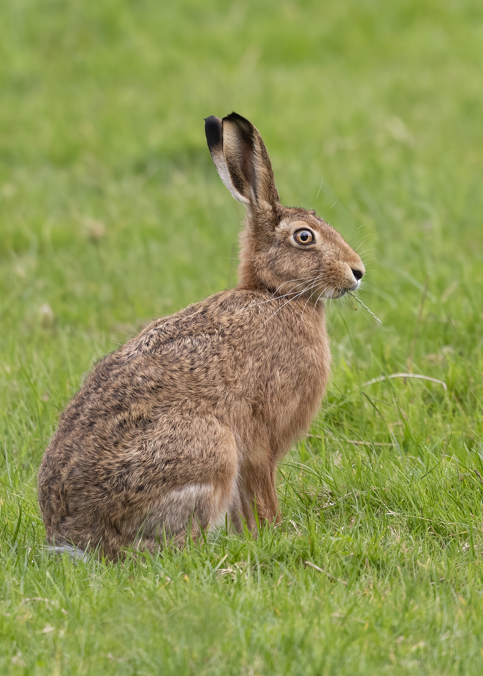 Zajíc polní (Lepus europaeus)
