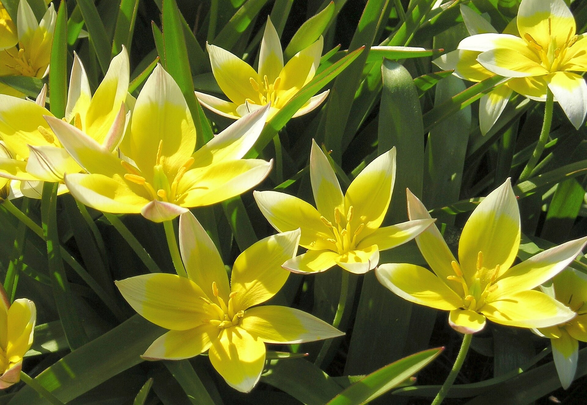 Tulipán pozdní (Tulipa tarda)