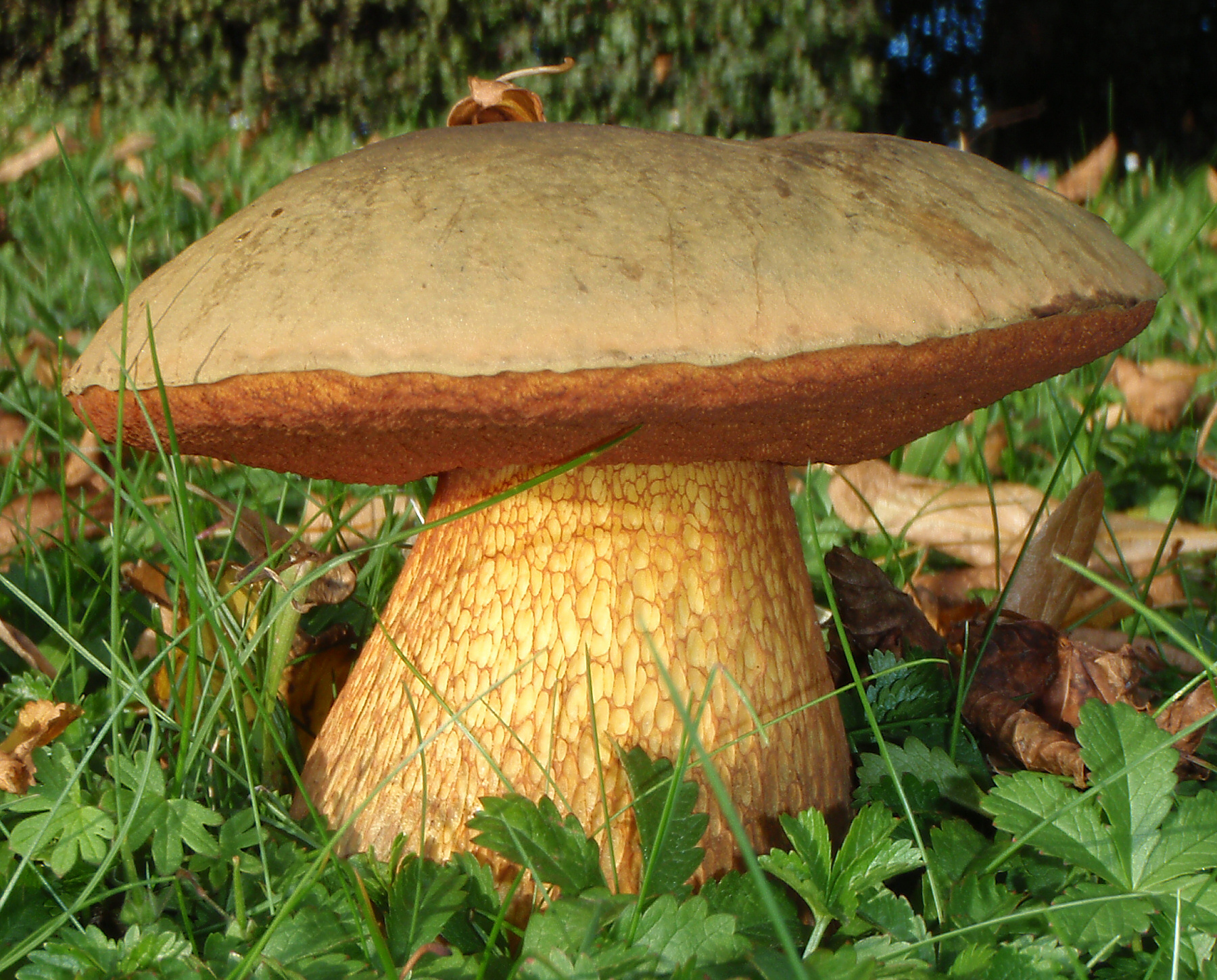 Hřib koloděj (Suillellus luridus)