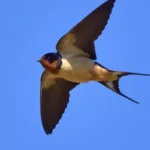 b549af03c3257096a372ec0e4513aebd