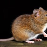 bank-vole-myodes-glareolus-formerly-clethrionomys-glareolus-dark-background-generative-ai_21085-14526