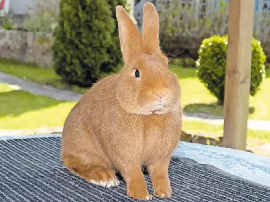 Burgundský králík