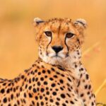 cheetah_2_1