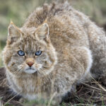 chinese_mountain_cat_1280x720