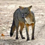 crab-eating-fox-cerdocyon-thous-18113533.jpg