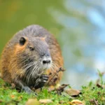 depositphotos_13405900-stock-photo-the-muskrat-ondatra-zibethicus