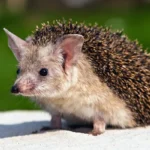 depositphotos_20096615-stock-photo-eared-hedgehog