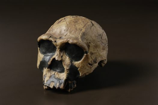 Homo ergaster
