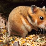 golden-hamster-01