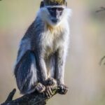 Portrait,Of,An,African,Vervet,Monkey,-,Chlorocebus,Aethiops,-