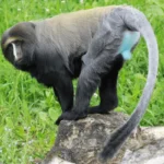 hamlyns-monkey-cercopithecus-hamlyni-male-600nw-1832814292.jpg