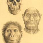 homo-georgicus-mauricio-anton
