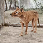 image_10608e-Thylacine