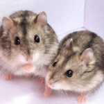 Djungarian hamster in sawdust on white background