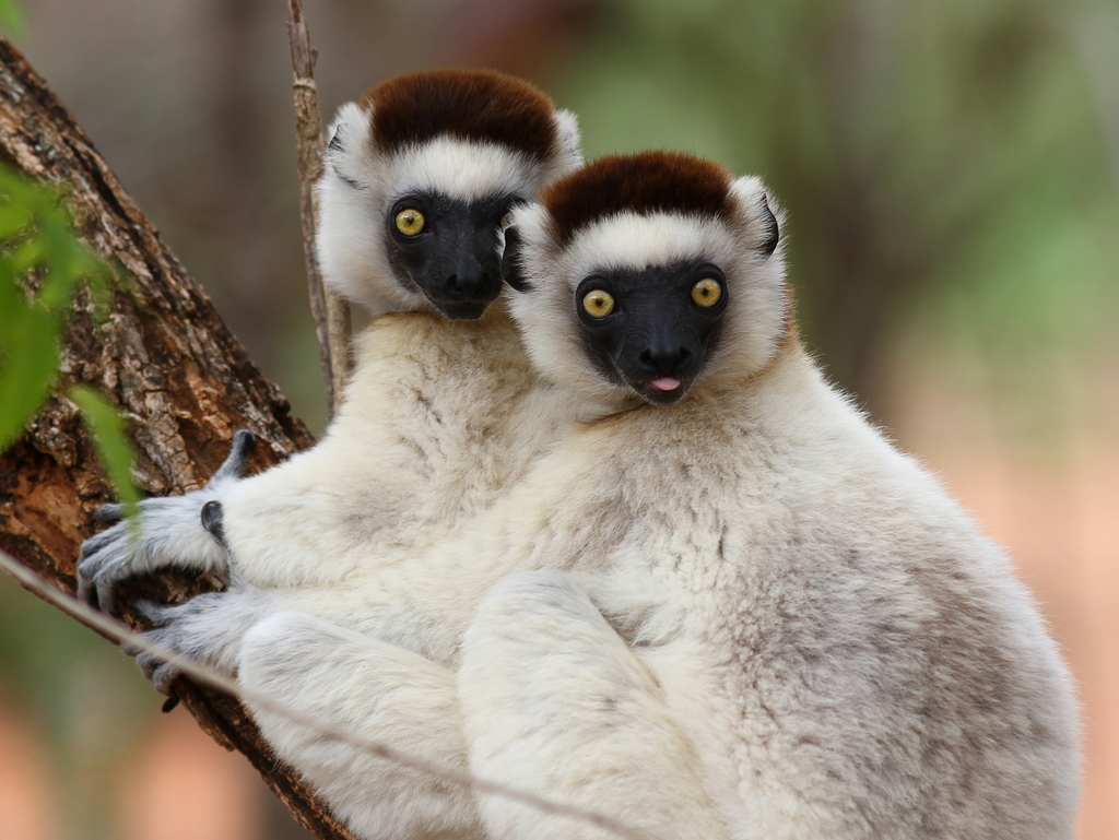 Sifaka malý