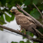 Včelojed lesní large