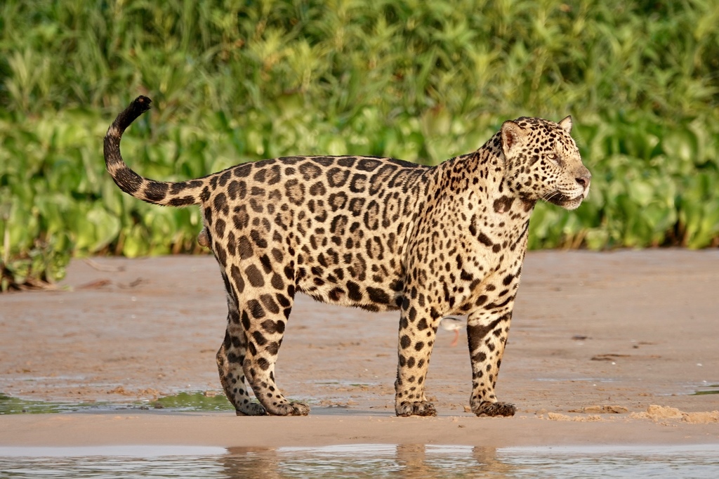 Jaguár americký
