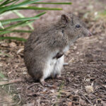 long-nosed-potoroo-potorous-tridactylus-177904