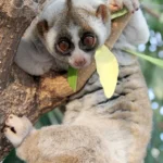 loris.jpg