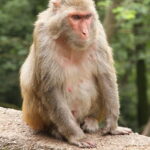 macaca_mulatta_1