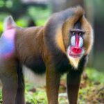 mandrill-shutterstock_1242657010-resize