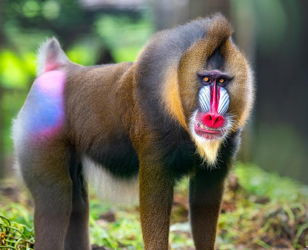 Mandril rýholící