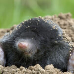 mole-talpa-europaea