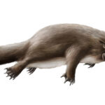 obdurodon-dicksoni