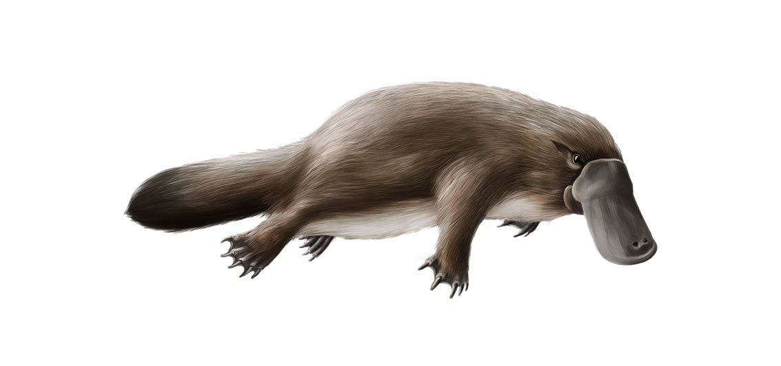 Obdurodon dicksoni