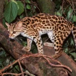 ocelot-dlouhoocasy-margay_ard46gl-1000-1000