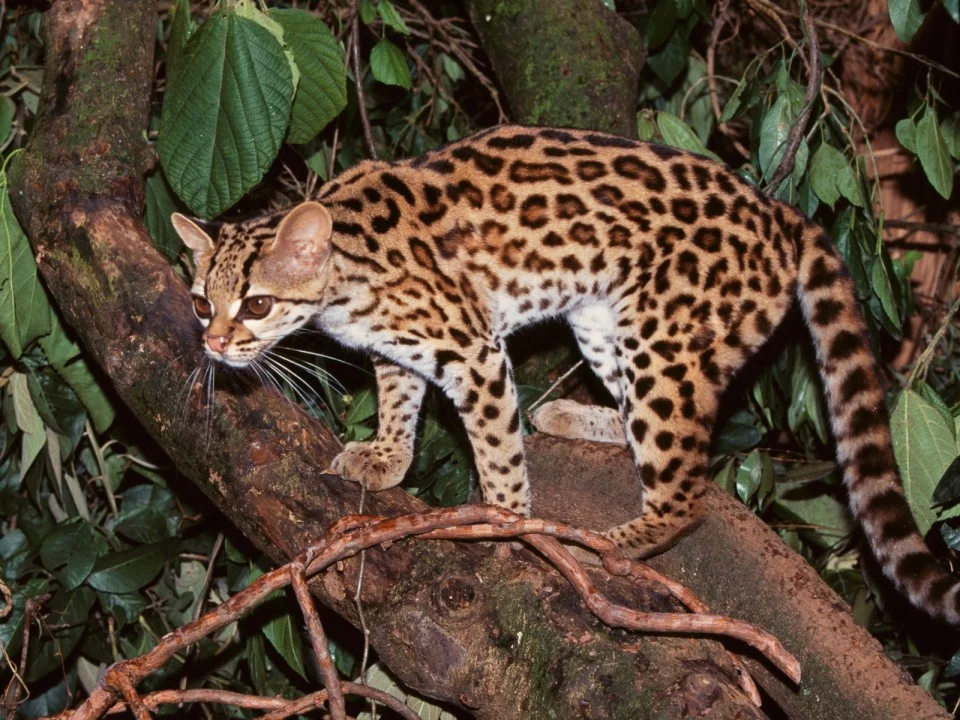 Margay