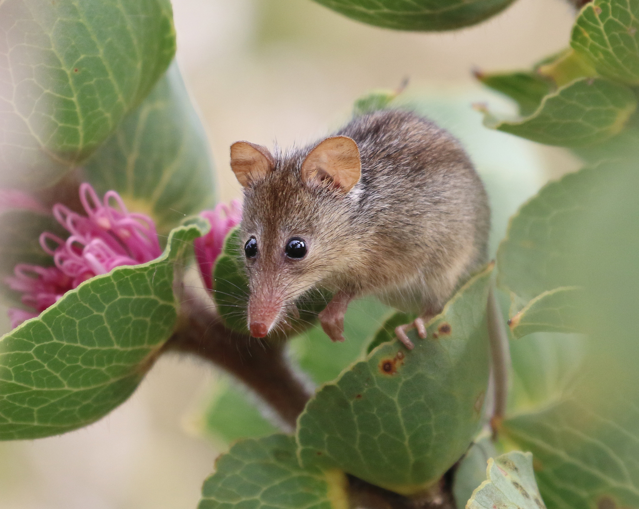 Possum medosavý