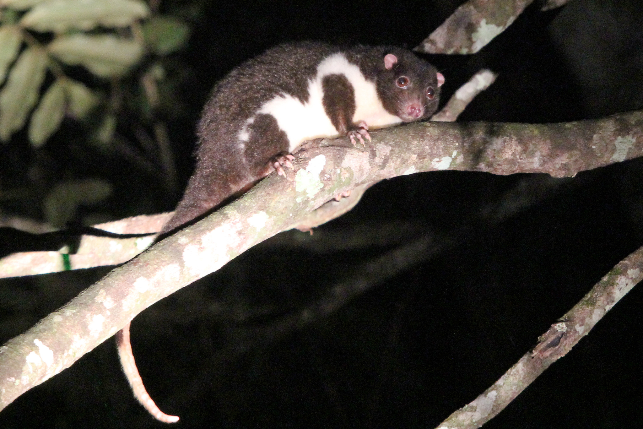 Possum herbertův