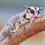 Vakoveverka létavá petaurusbreviceps_9392743548328588
