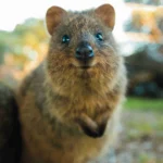 quokka-copertina-scaled.jpg