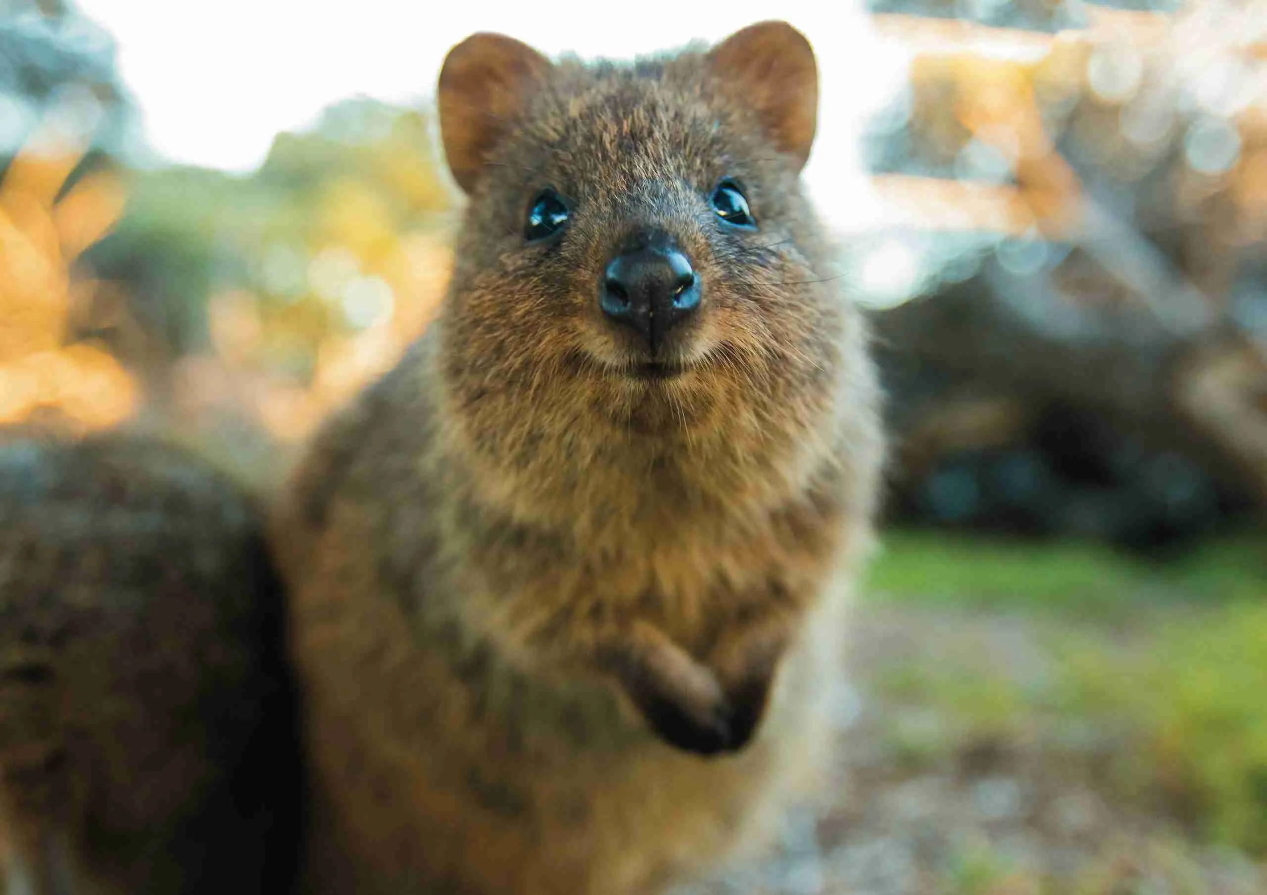 Klokan quokka